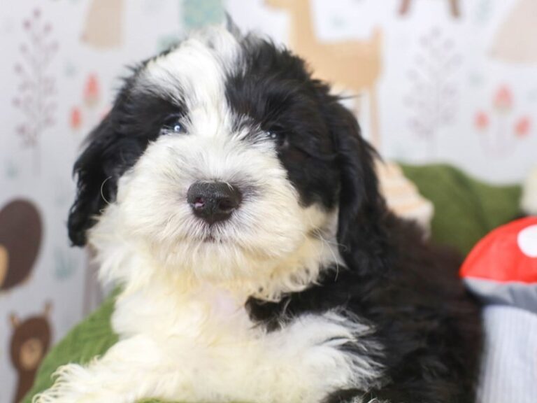 Mini Sheepadoodle