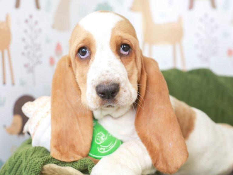 Basset Hound
