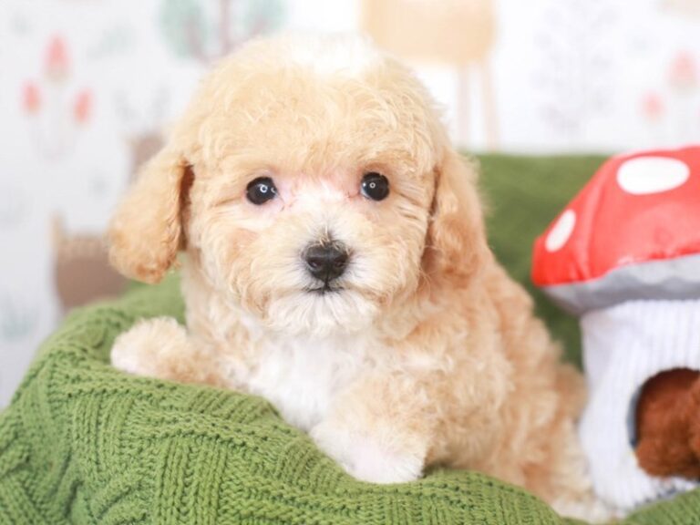Poochon