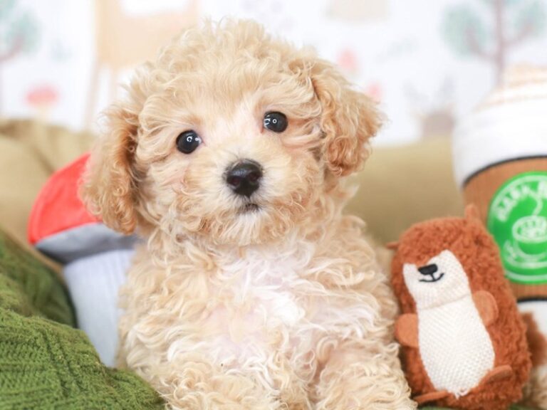 Poochon