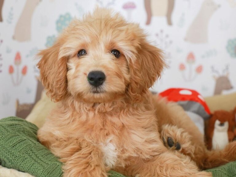 Mini Goldendoodle