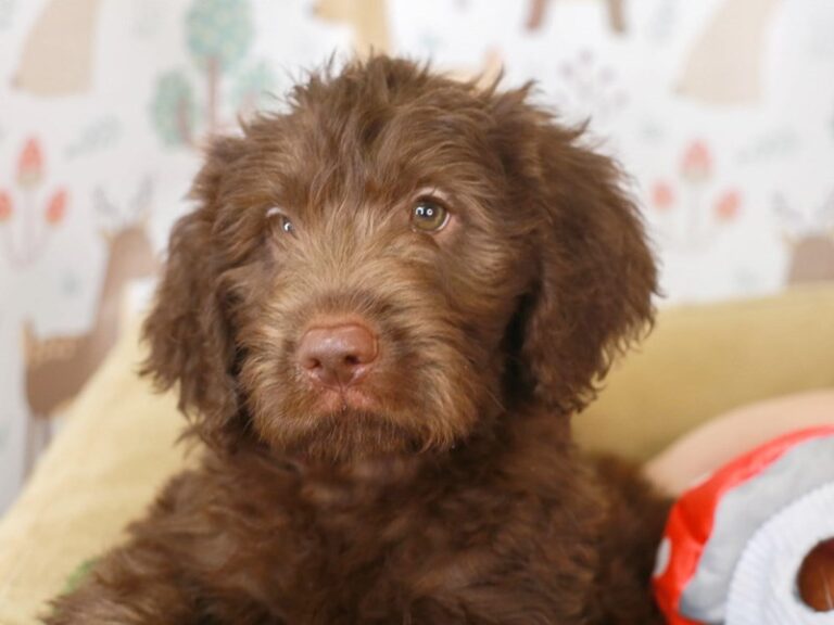 Labradoodle