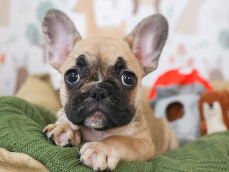 French Bulldog