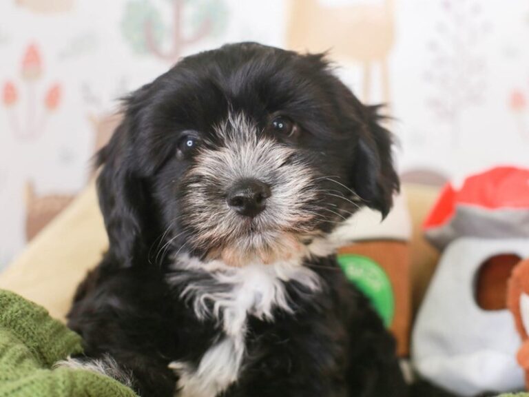 Havanese