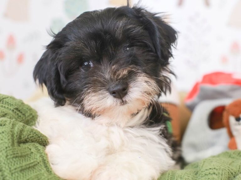 Havanese