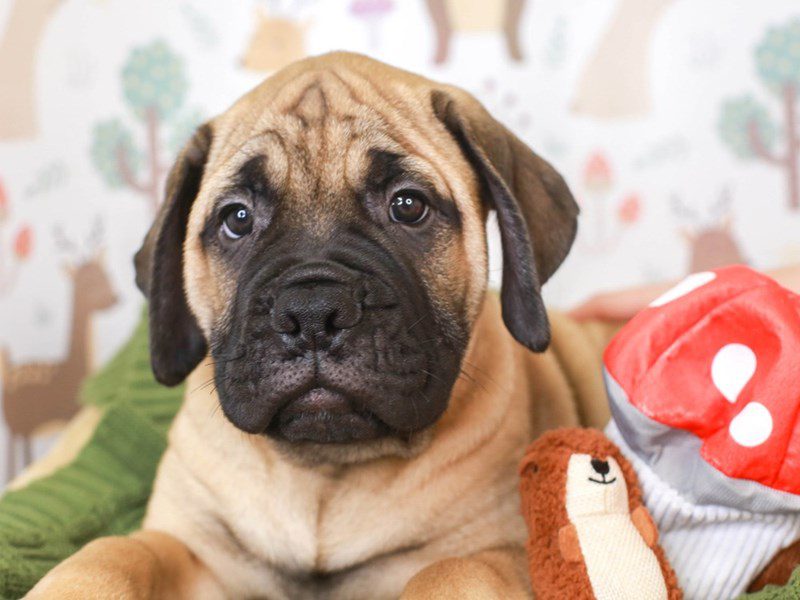 Bull Mastiff-Male-Fawn-3296114-Animal Kingdom | Puppies N Love