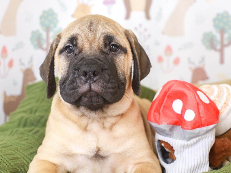 Bull Mastiff-Female-Fawn-3296117-Animal Kingdom | Puppies N Love