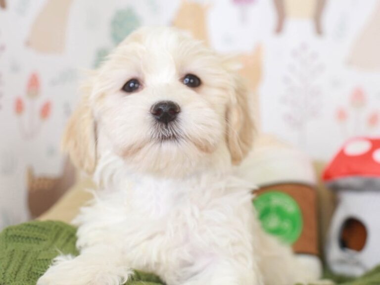 Havanese