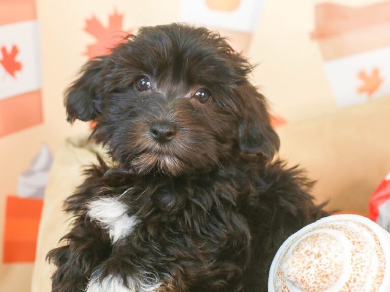 Havanese