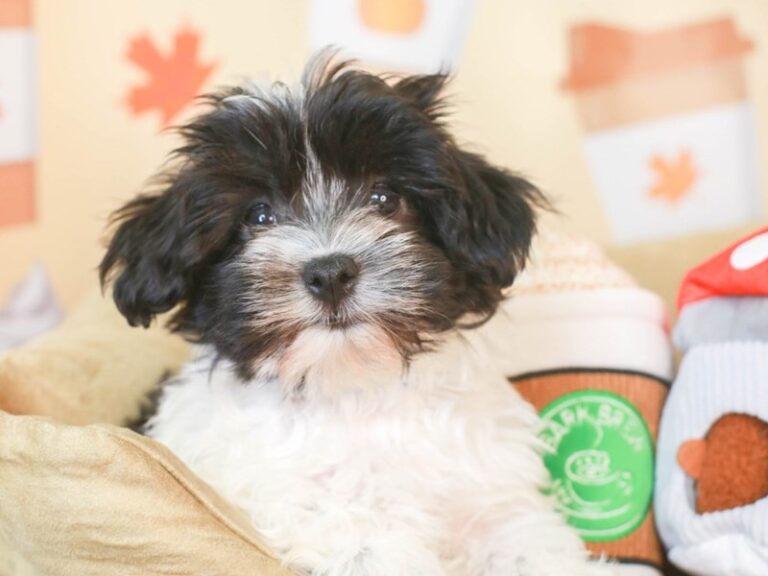 Havanese