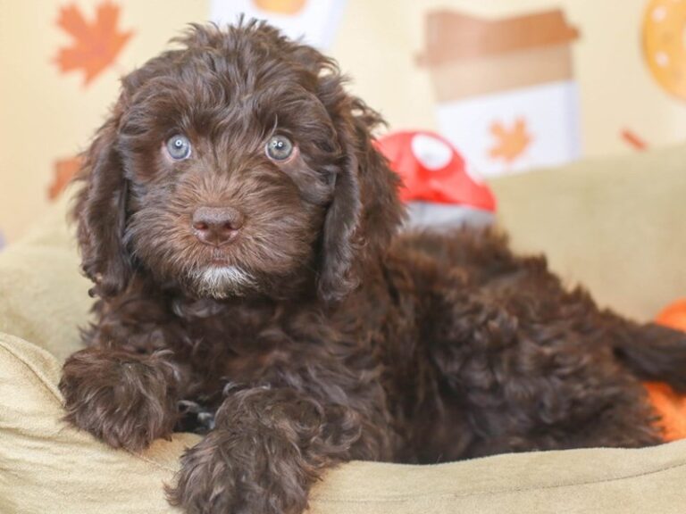 Mini Labradoodle