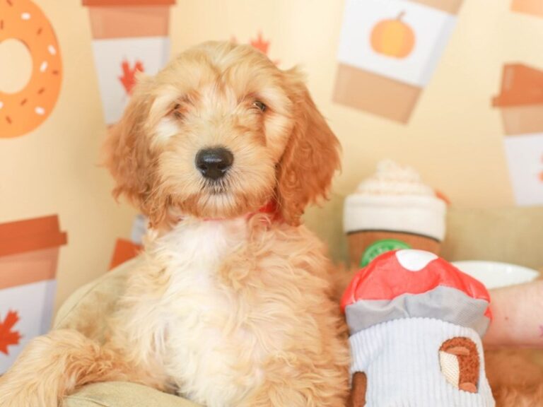 Goldendoodle