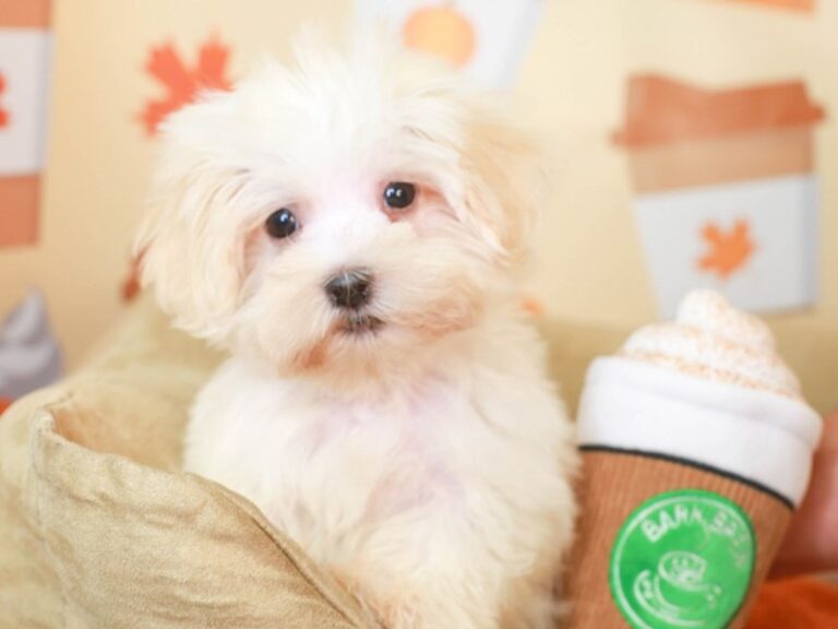 Havanese