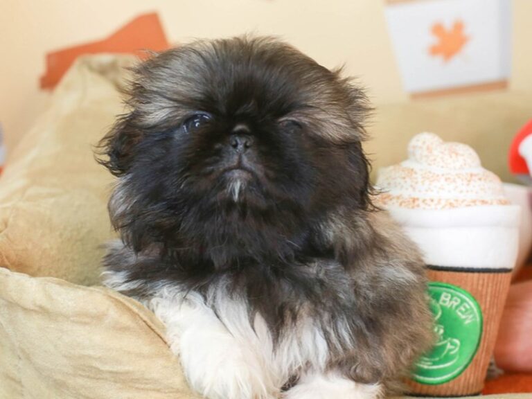 Pekingese
