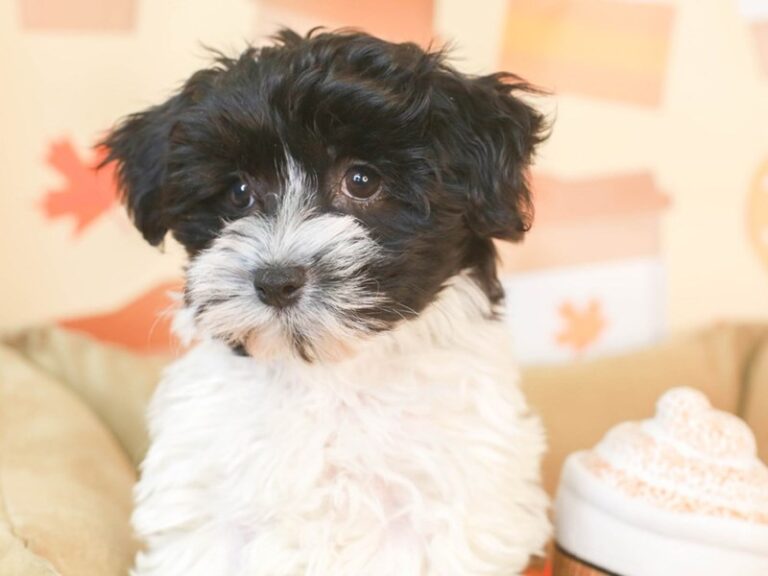 Havanese
