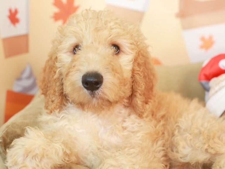 Goldendoodle
