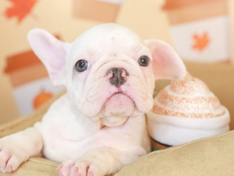 French Bulldog