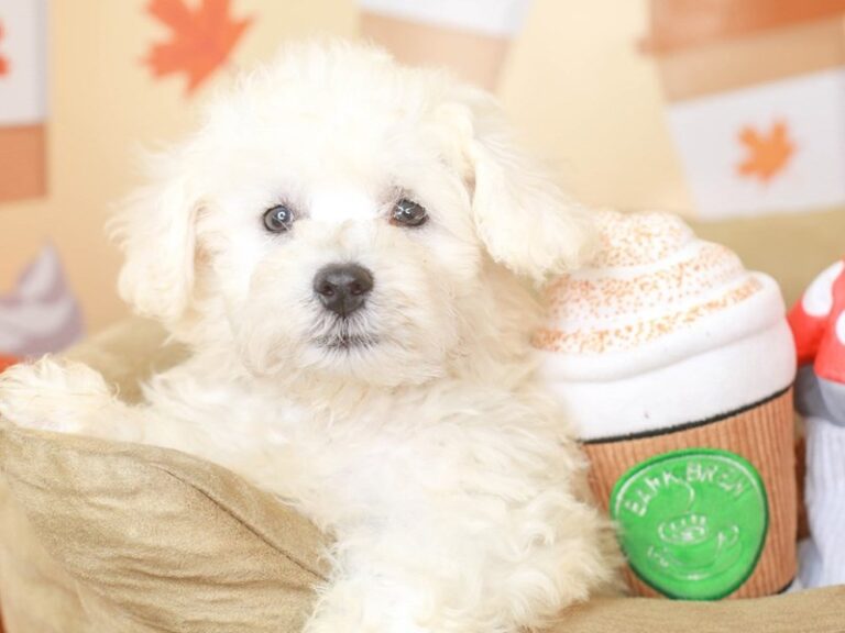 Bichon Frise