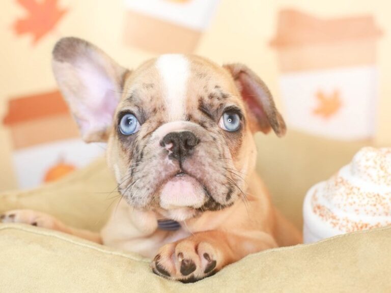 French Bulldog