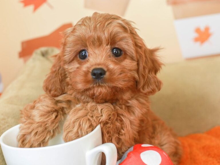 Cavapoo