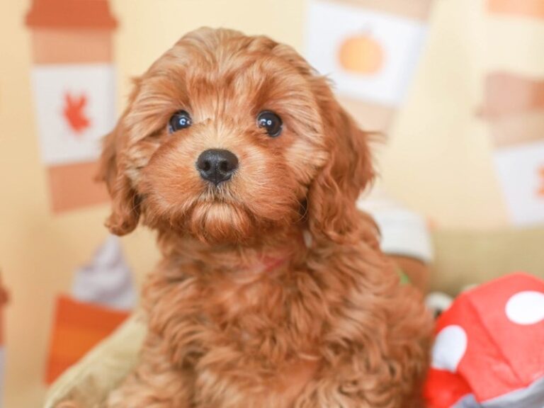 Cavapoo