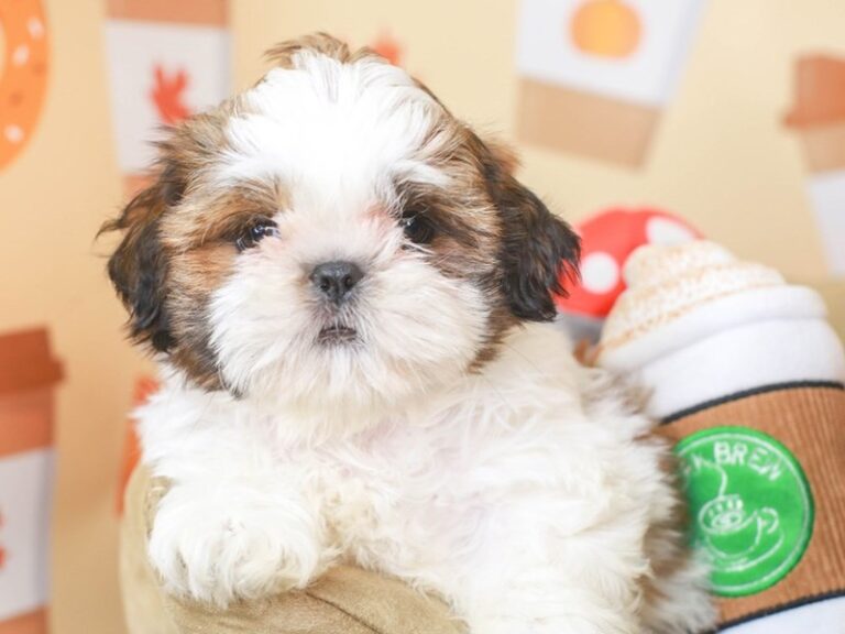 Shih Tzu