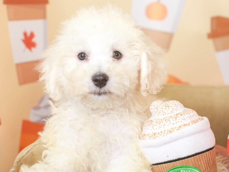Bichon Frise