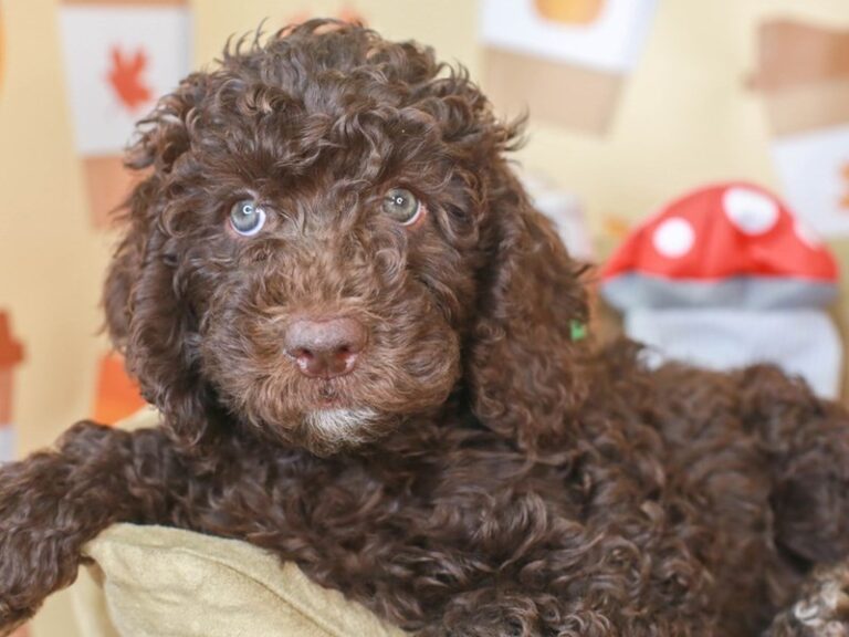 Mini Labradoodle
