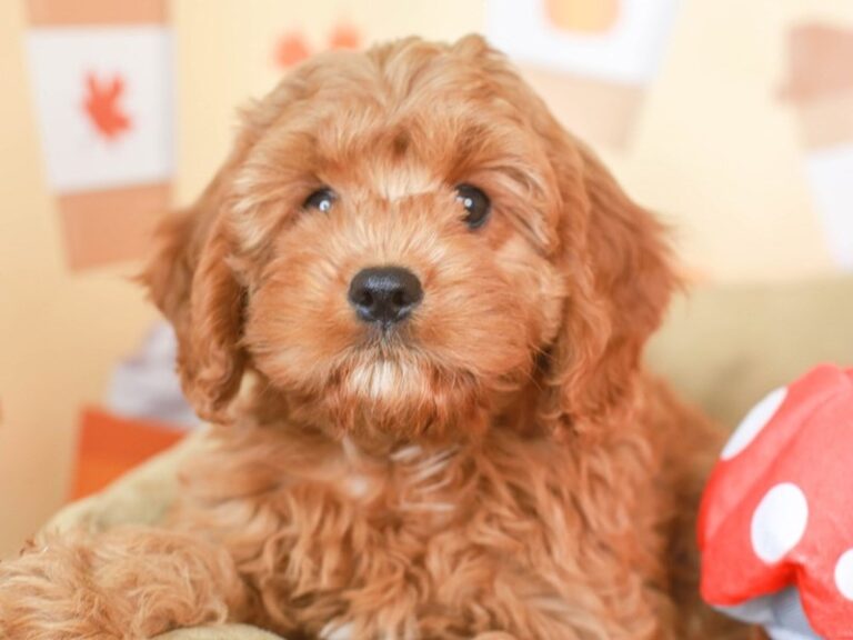 Cavapoo
