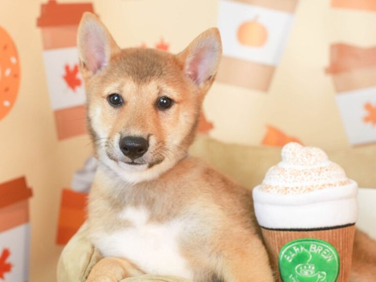 Shiba Inu