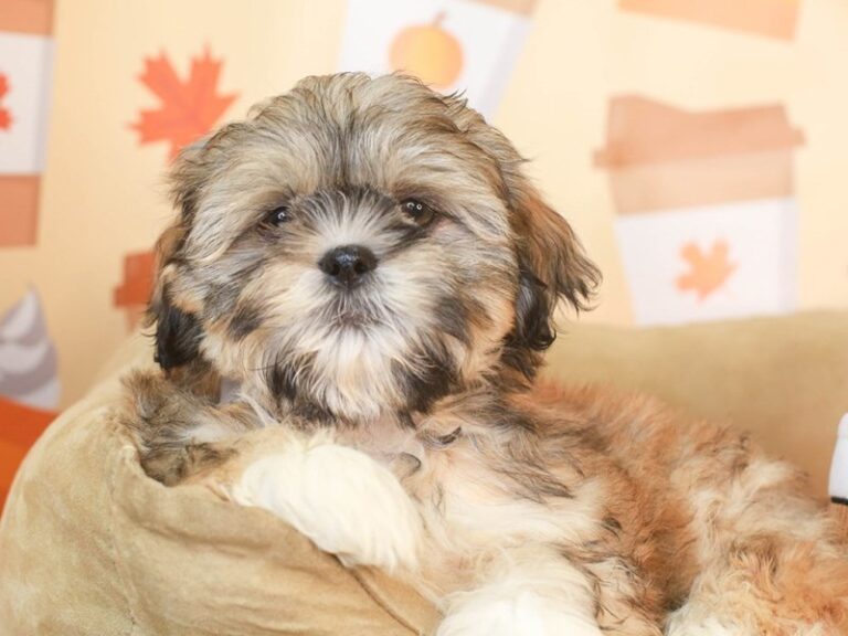 Shih Tzu