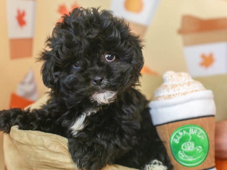 Shih Poo