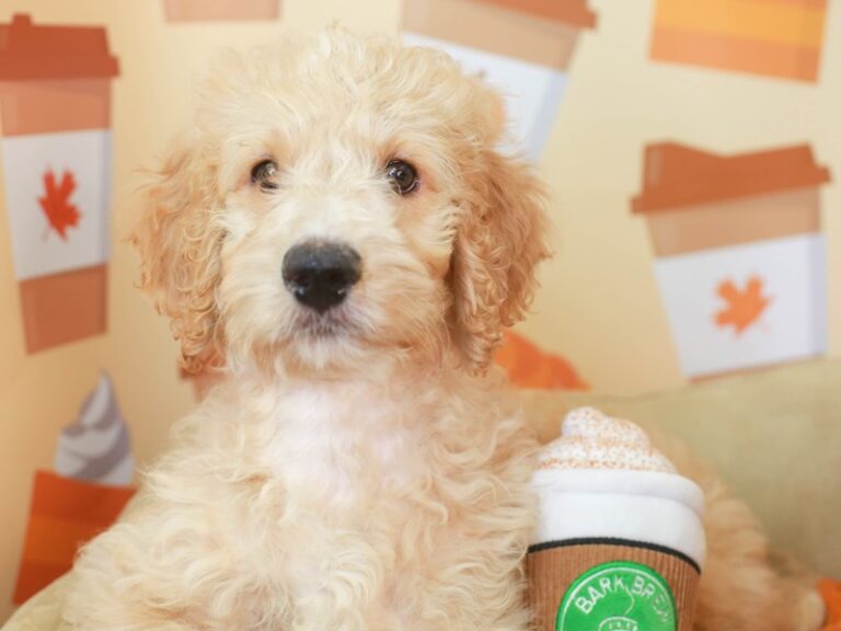 Goldendoodle