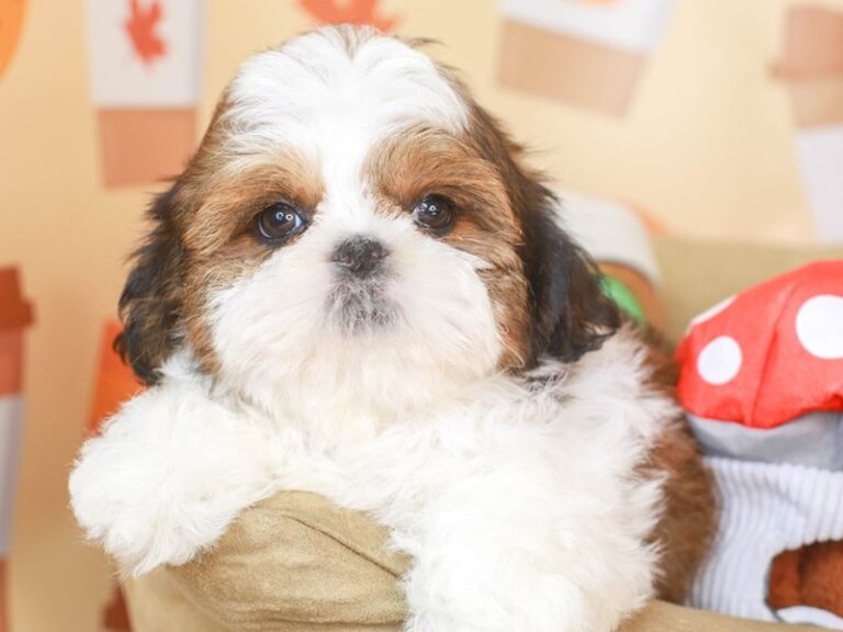 Shih Tzu