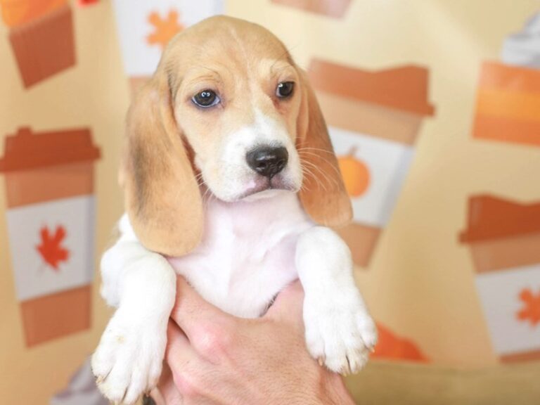 Beagle