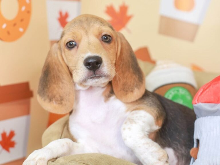 Beagle