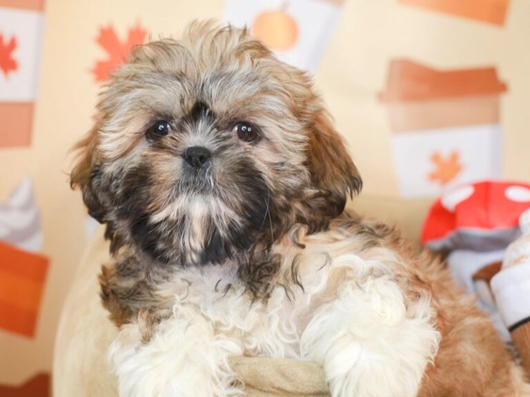Shih Tzu