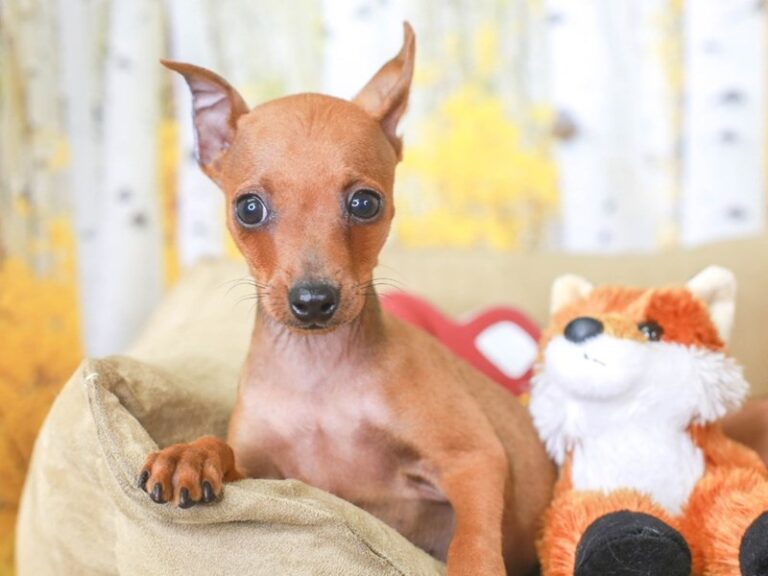 Mini Pinscher