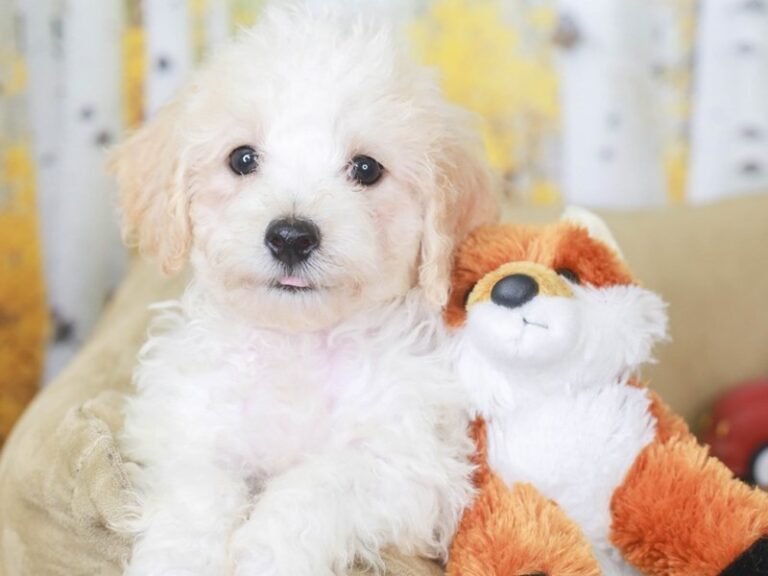 Poochon