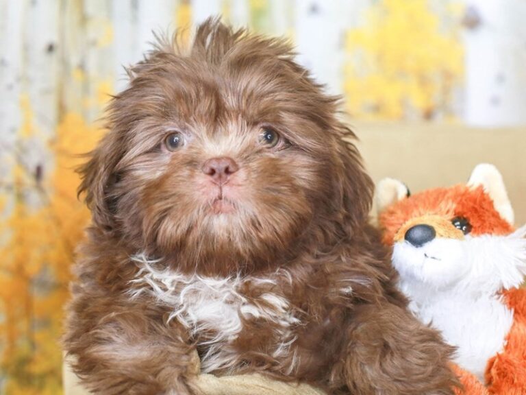 Shih Tzu