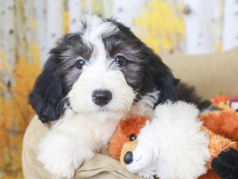 Mini Sheepadoodle