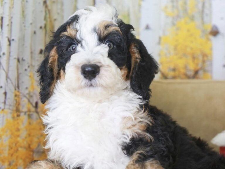 Mini Bernedoodle