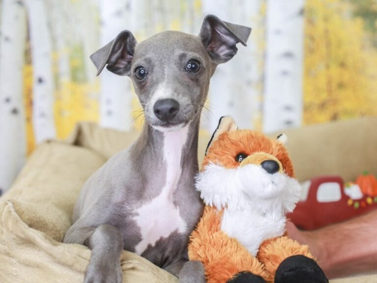Italian Greyhound