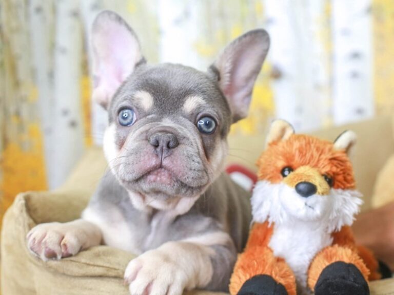 French Bulldog
