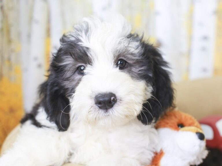 Mini Sheepadoodle