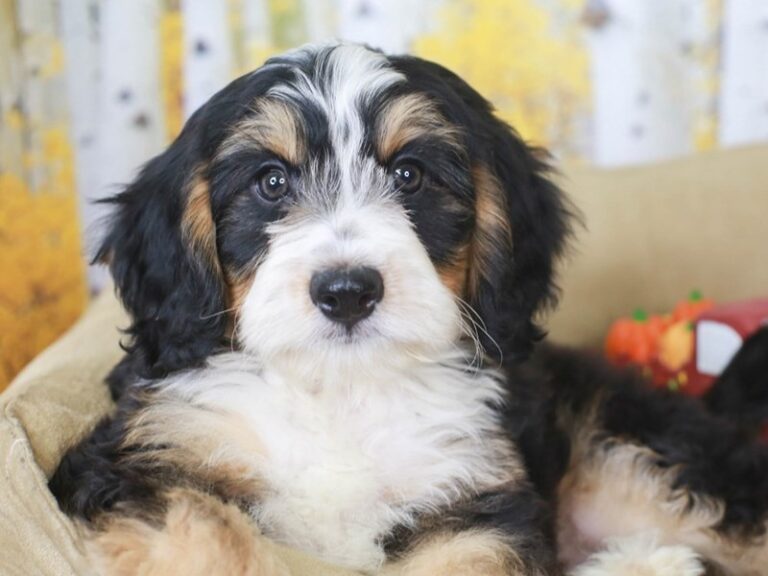 Mini Bernedoodle