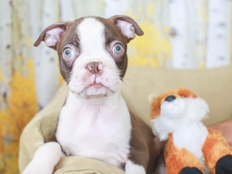 Boston Terrier