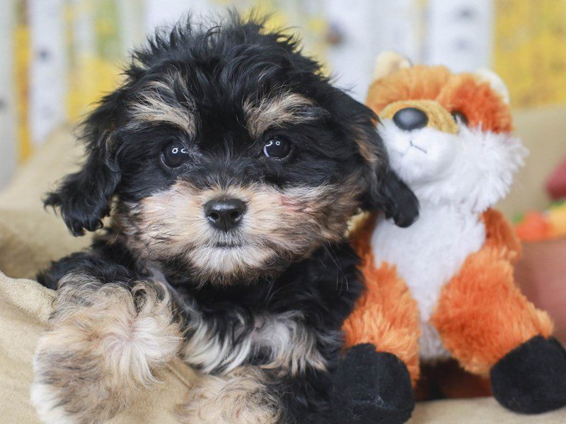 Black deals cavachon puppies