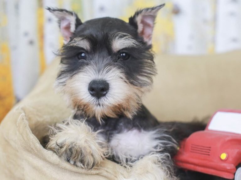 Mini Schnauzer