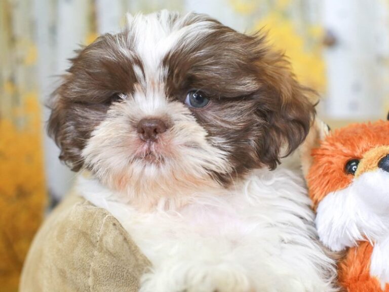 Shih Tzu